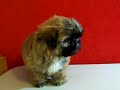 Tricia Movie 101 Shih Tzu Puppy for Sale