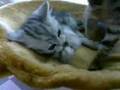 池袋の猫カフェ　ねころび 2