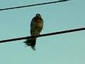 Hawk & Mockingbird