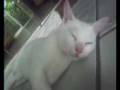 O gato Mimoso