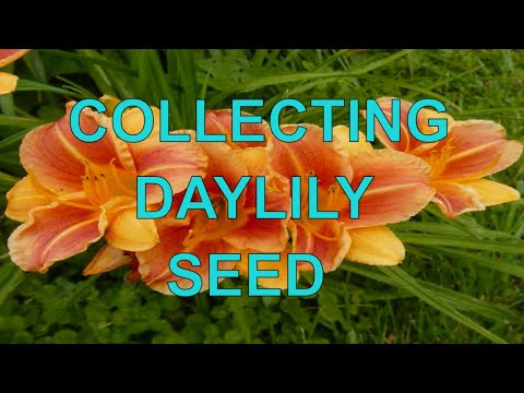 how to harvest iris seeds