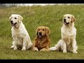 Golden Retrievers Puppies by Eduardo Durán Haedo Golden Retrievers Puppies by Eduardo Durán Haedo