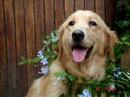 Golden Retrievers Puppies 
