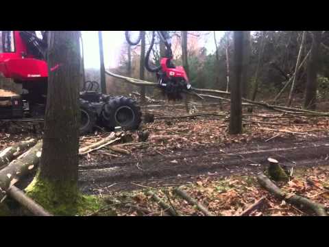 how to harvest timber in wood