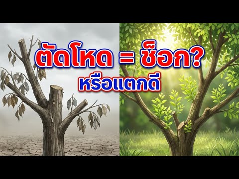 เทคนิค ทำสาว ต้นไม้โทรมให้แตกยอดพุ่ง ด้วยความลับเรื่อง Auxin และวิธีดูแลหลังตัดไม่ให้ช็อก