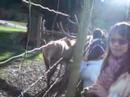 The deer is huge!