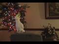 Snowball's Snowy Christmas DVD