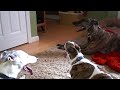 our rescue greyhounds are pooped!