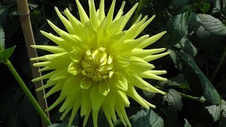 Taking Autumn Dahlia Cuttings
