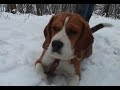 2007-02-11_zima_beagle[mpeg1,384x288,1250,44.1,160]