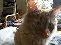 cute kitten