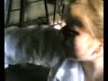 Gergana and the cow\