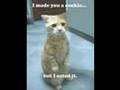 Cute Cats, With The All dweller Rejects.