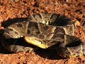 COBRAS DO BRASIL.