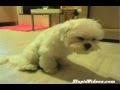 Cún yêu đầu hàng cơn buồn ngủ
