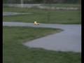 videos de VictoryHawk VH-32T la Palatul Copiilor