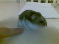 Il mio criceto Dewee