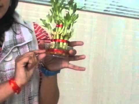 how to care bamboo plant