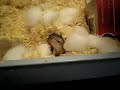 Mad Dog the Creator - Mouse
