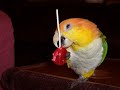 Lollipop,Lollipop