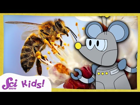 How Do Bees Make Honey? | The Science of Food! | SciShow Kids Thumbnail