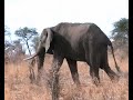 Tarangire
