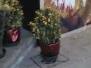 Tribute To Casperjello: Chinese New Year Tangerine Tree Tribute To Casperjello: Chinese New Year Tangerine Tree