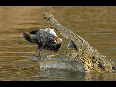 nile crocodile