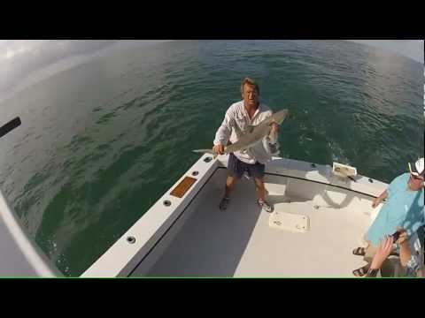 Blacknose shark Blacknose shark