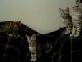 Vanilla-Mystere-of-Zazen-Bengals-Snow-Seal-Lynx-bengal-kitte