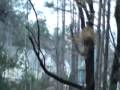 videos de Temperate Deciduous Forest Biome Movie Pt.1