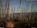 Elk Licked My Webcam