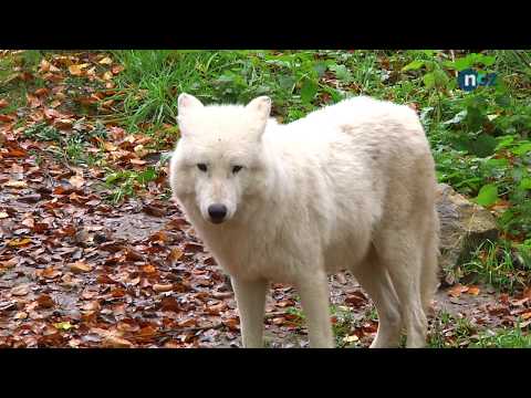 Osnabrck: Zoo Osnabrck - Hudson-Bay-Wlfe in Tier ...