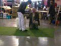 Bobo veut voir le juge en calecon Bobo veut voir le juge en calecon