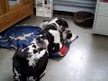 french bulldog and great dane / bulldogge und deutsche dogge