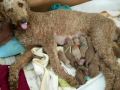 Day 2 of Hawaii Fido Medium Labradoodle puppies