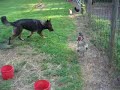 german shepherd playing around