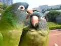 BABY conure ?? parrot ???? PET ?? Bird Shower