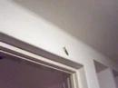Preying Mantis preying on Makhosi and Wakeem Preying Mantis preying on Makhosi and Wakeem