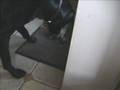 kitten pees in dogs mouth