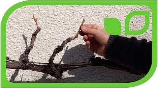 #170 How to prune grapevine on cordon or espalier 