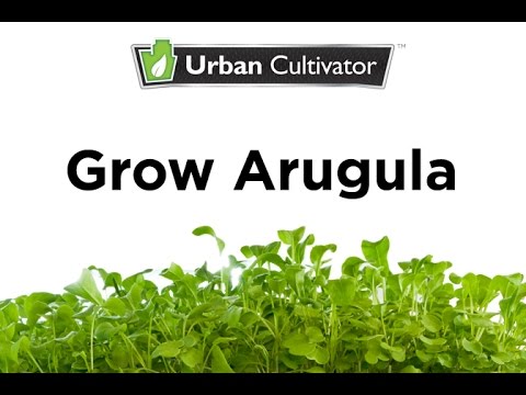 how to harvest arugula so it keeps growing