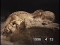1996年4月13日 西武園ユネスコ村 大恐竜探検館 Dinosaur Museum in JAPAN