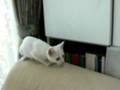 子猫　ゆきじ　生後２ヶ月