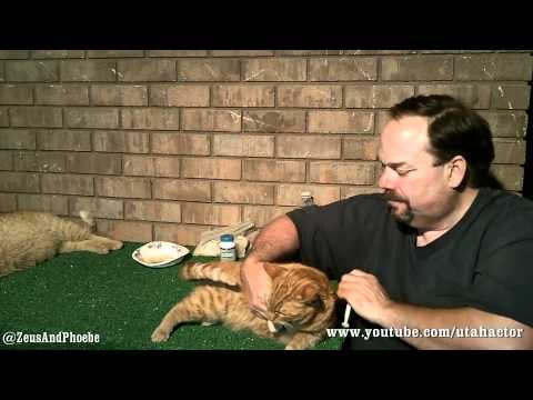 remineralizes - Cat Health, Naturally: Day Eight - Treating Ear Yeast Infection, S01/Ep08. In this webisode I discuss and demonstrate two natural products I am using to trea...