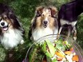 Vegetarian shelties I\ Vegetarian shelties I\