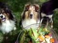 Vegetarian dogs I'm not sharing my food!