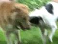 Border Collie Tuchuck and Aussie mix Glorie PLAY!