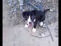 MY PUPPIES MY PUPPIES