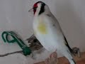 Darrrrek - Breeding carduelis major29